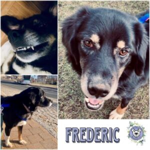 FREDERIC (♂) in 91054 Erlangen - vermittelt