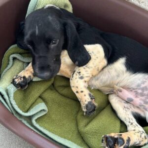 DAVIDO (♂) - ausgereist zum Kinder- und Tierschutzhof Hahnenberg e.V.