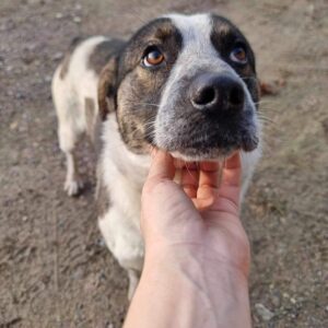 NATCHO (♂) - vermittelt Manuela