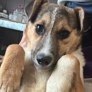 YESKA (♀) (= AYUMI)