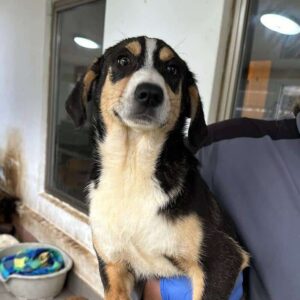 SEPPI (♂) (=VIDIR)