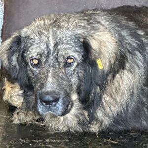 BALJEET (⚤) - völlig resigniert