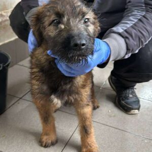 SNUSEL (♂) - auf PDR PS im PLZ Bezirk 12 - vermittelt