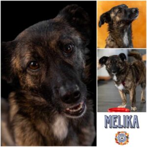 MELIKA (♀) in 38471 Rühen - vermittelt