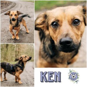 Ken (♂) in 27299 Etelsen - vermittelt