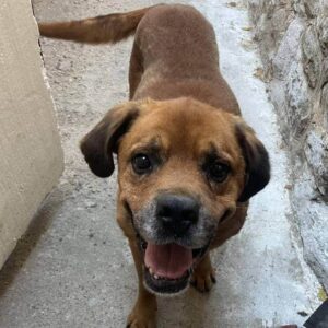 BAJARDO (♂) - Mobbingopfer - Notfall - hat Bisswunden - ausgereist zum TH Filderstadt