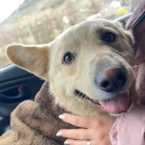 ROCCO (♂) - auf PDR PS im PLZ Bezirk 96 - vermittelt