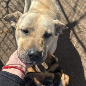 ZOOM (♀) - weint am Zaun, vollkommen verzweifelt - sollte zeitnah reisen - ausgereist zum TH Filderstadt