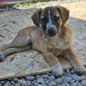 RANDY (♂) - sucht dringend einen Platz - ausgereist zur Hundescheune Fläming