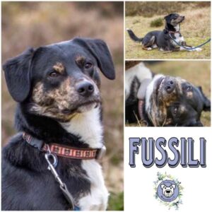 FUSSILI (♂) in 24354 Rieseby - vermittelt