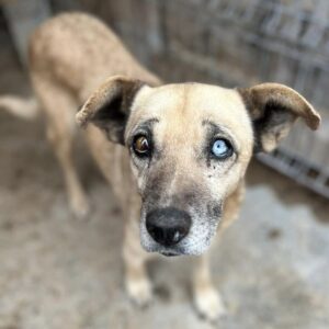 IZZIE (♀) - auf PDR PS in PLZ 5