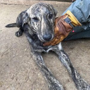 ONTARI (♀) - auf PDR PS im PLZ Bezirk 21 - vermittelt