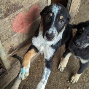 KÄTHCHEN (♀) - auf PDR PS im PLZ Bezirk 27 - vermittelt