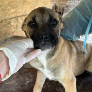 HEDIE (♀)- auf PDR PS im PLZ Bereich 66 - vermittelt