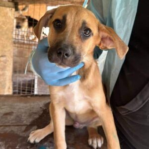 RONNY (♂)- vermittelt NH