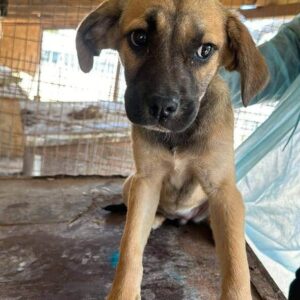 ALFA (♀) - auf PDR PS im PLZ Bezirk 49 - vermittelt