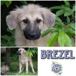 BREZEL (♂) in 99427 Weimar - vermittelt