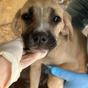 GIONA (♀) - ausgereist zu 4animals