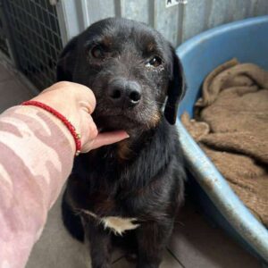 COSTA (♂) - vermittelt Isabelle B.