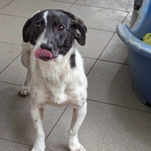 FLORANCE (♀) - reserviert KM vermittelt