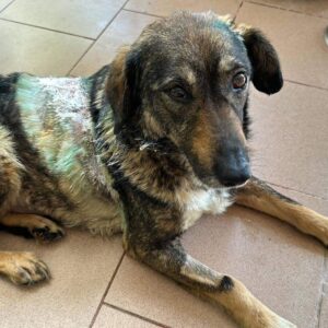 SHANIA (♀) - vermittelt MH