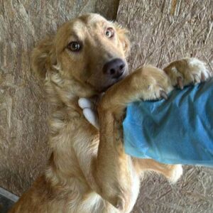 KIKKI (♀) - ausgereist zum TH Limburg