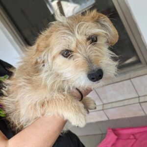 NAHEMA (♀) - reserviert KM vermittelt