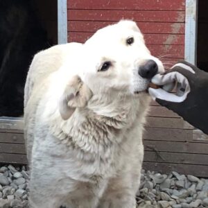 HETTY (♀) - wurde gebissen, sollte zeitnah ausreisen! - reserviert Tierhilfe Lebenswert DR - vermittelt 08.11.24