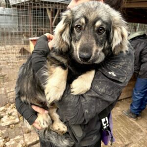 AVENUE (♂) - ausgereist zum TST