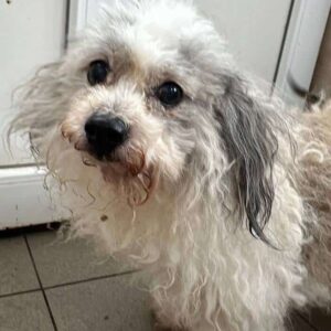 FLOCKI (♂) - RBB 05/24