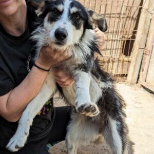 GUDI (♀) - auf PS im PLZ Bereich 65 - vermittelt