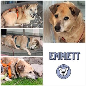 EMMETT - Gnadenplatzhund seit dem 16.03.2024 - vermittelt