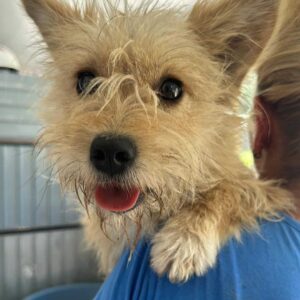 JULCHEN (♀) - ausgereist zu Second chance dogs