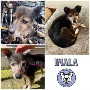 IMALA - Gnadenplatzhund seit dem 11.05.2024