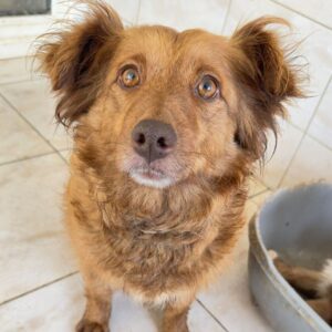 MOKKA (♀) - ausgereist zu Vierbeiner in Not