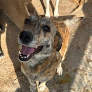 VANDANA (♀) - vermittelt JW