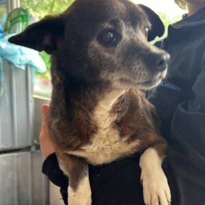 MICUTA (♀) - vermittelt Betty