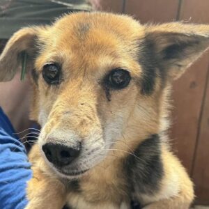 ÖMCHEN (♀) - hat Mammatumore (06/24) - auf PDR GPH PS