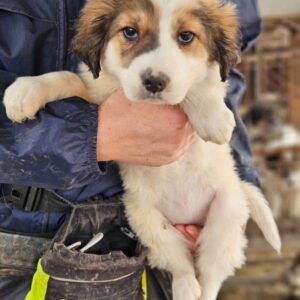 AMREI (♀) - vermittelt MD