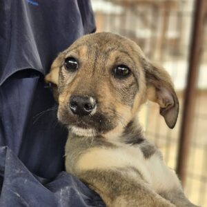 LONA (♀) - auf PDR PS im PLZ Bezirk 95 - vermittelt