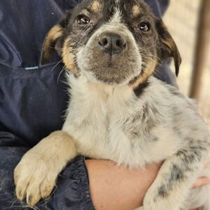 FRENI (♀) - auf PDR PS im PLZ Bezirk 95 - vermittelt