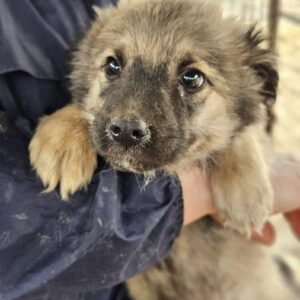 ZASKO (♂) - auf PDR PS im PLZ Bezirk 92 - vermittelt