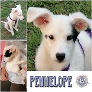 PENNELOPE (♀) in 91187 Röttenbach - vermittelt