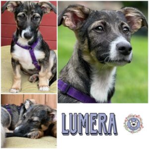 LUMERA (♀) in 21493 Möhnsen - vermittelt