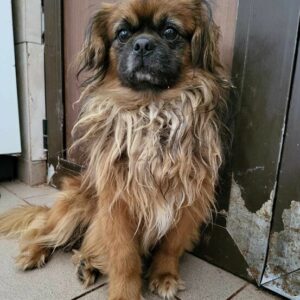 JORDY (♂) - vor Ort vermittelt 06/24