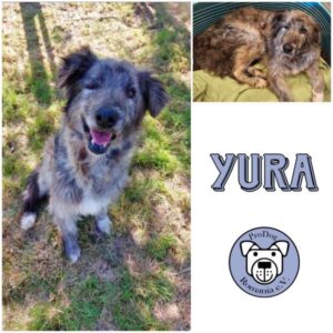 YURA - Gnadenplatzhund seit dem 11.05.2024