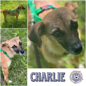 CHARLIE (♀) in 18311 Ribnitz Damgarten