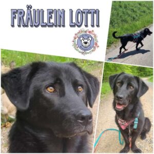 FRÄULEIN LOTTI (♀) in 65232 Taunusstein - vermittelt