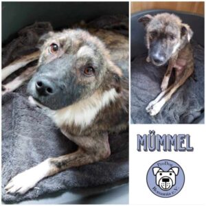 MÜMMEL - Gnadenplatzhund seit dem 11.05.2024