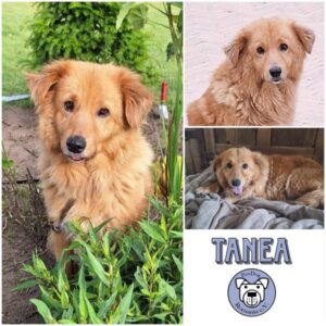 Tanea (♀) in 46519 Alpen - vermittelt